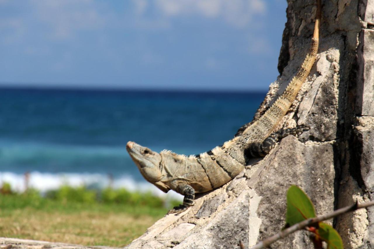 Beautiful & Cozy Studio In Akumal Paradise-Wifi, Ac Exterior photo